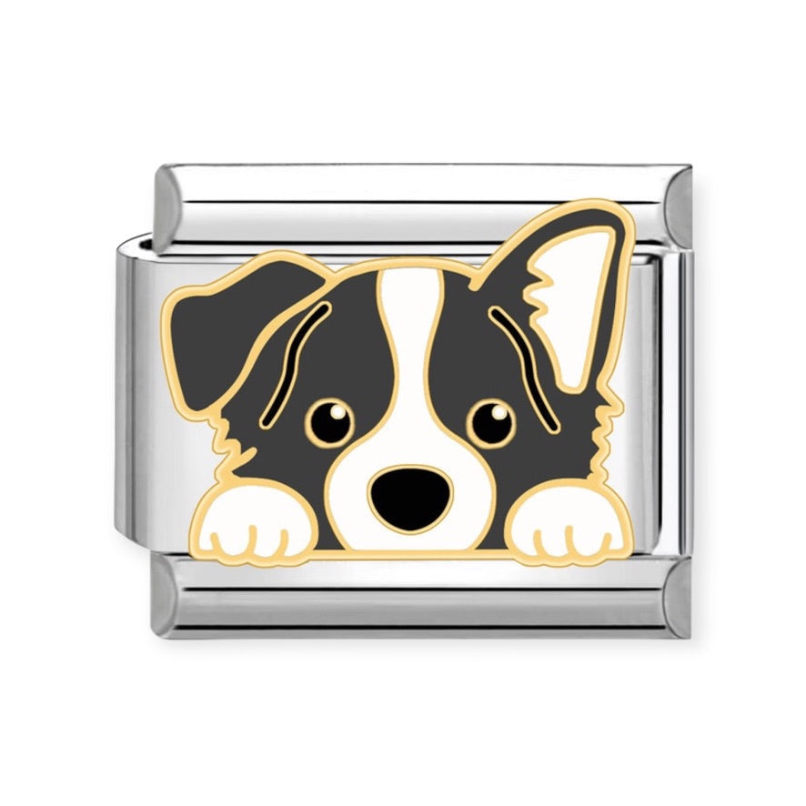 Charm Perro Border Collie